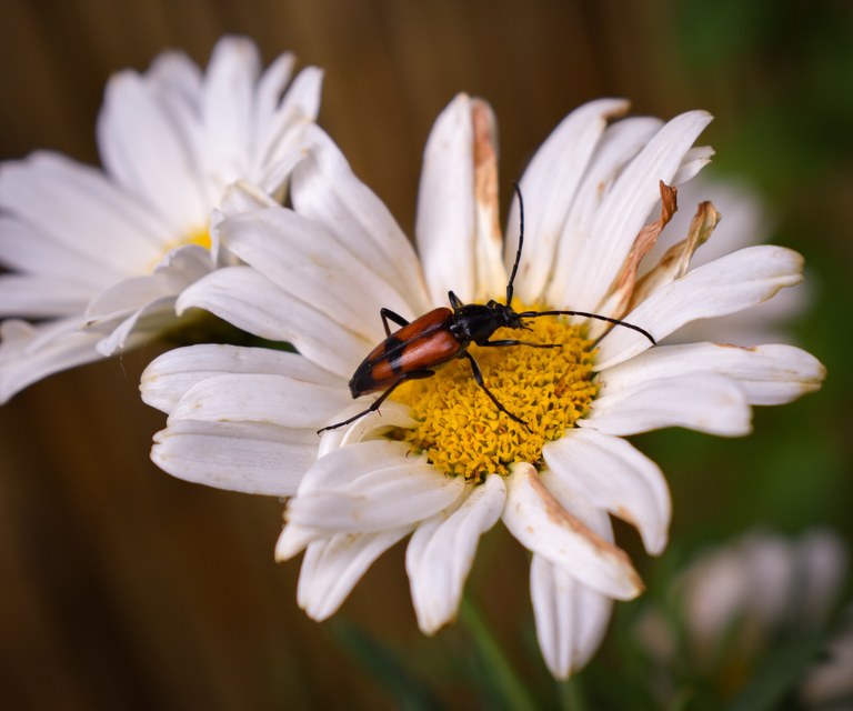 Stenurella bifasciata - kétöves karcsúcincér
