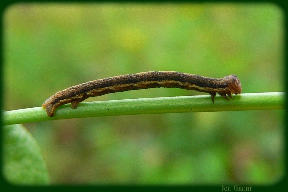 Agriopis