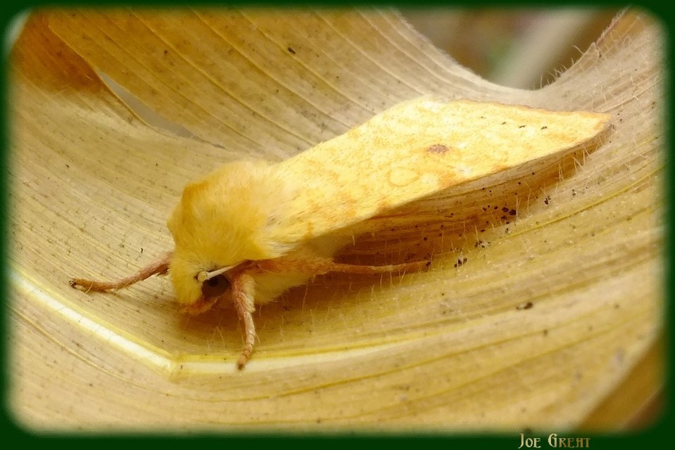 Cirrhia icteritia - nyárfa-sárgabagoly