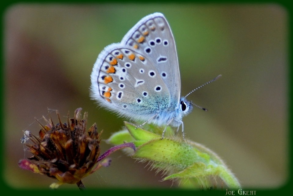 Polyommatus icarus - közönséges boglárka