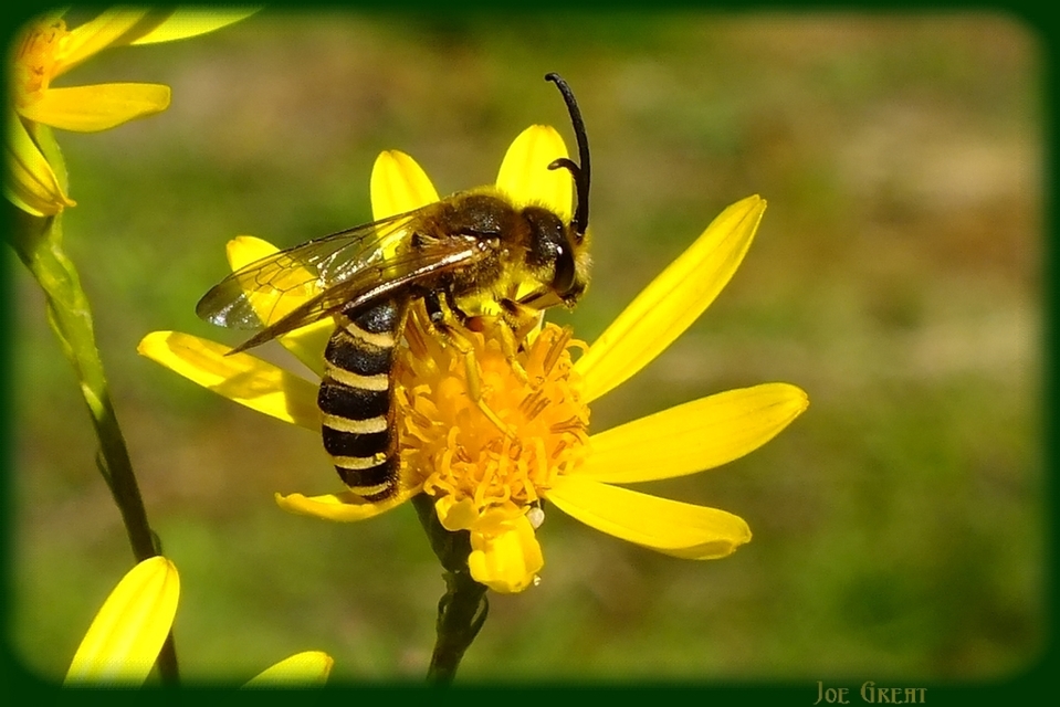 Hymenoptera - Hártyásszárnyúak