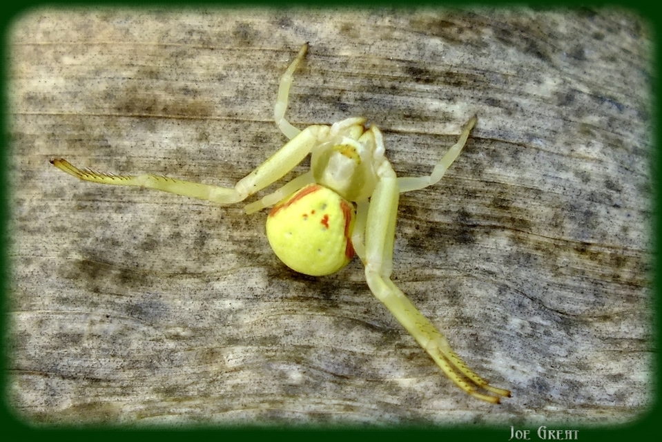 Misumena vatia - viráglakó karolópók