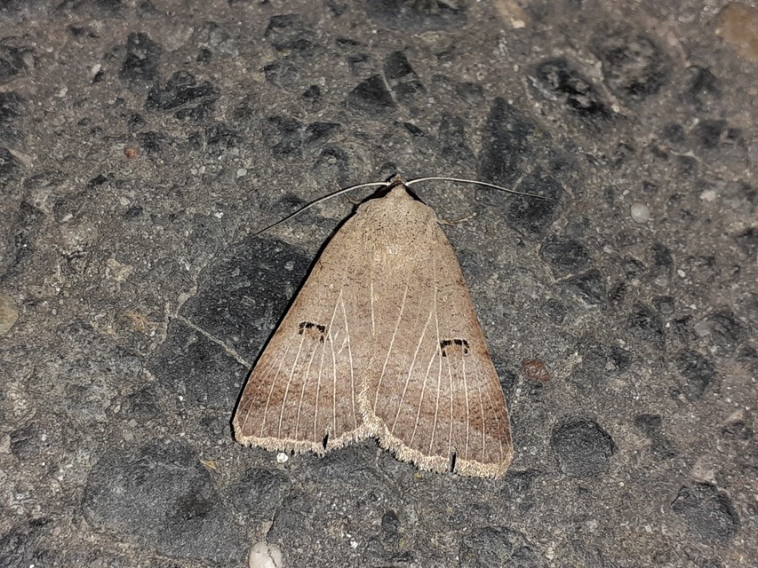 Lygephila craccae - gyakori csüdfűbagoly