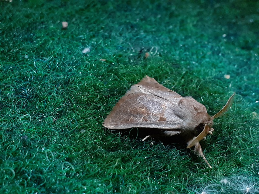 Episema tersa - hármasjegyű liliombagoly