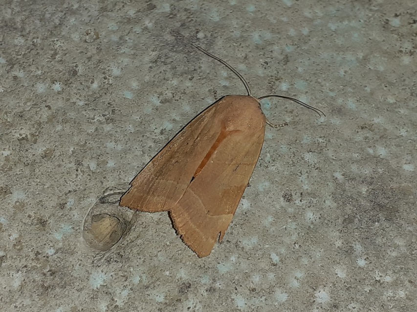 Noctua fimbriata - szélessávú sárgafűbagoly