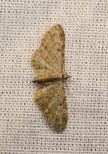 Eupithecia tenuiata - sötétszegélyű törpearaszoló
