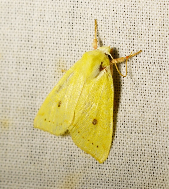 Cirrhia icteritia - nyárfa-sárgabagoly