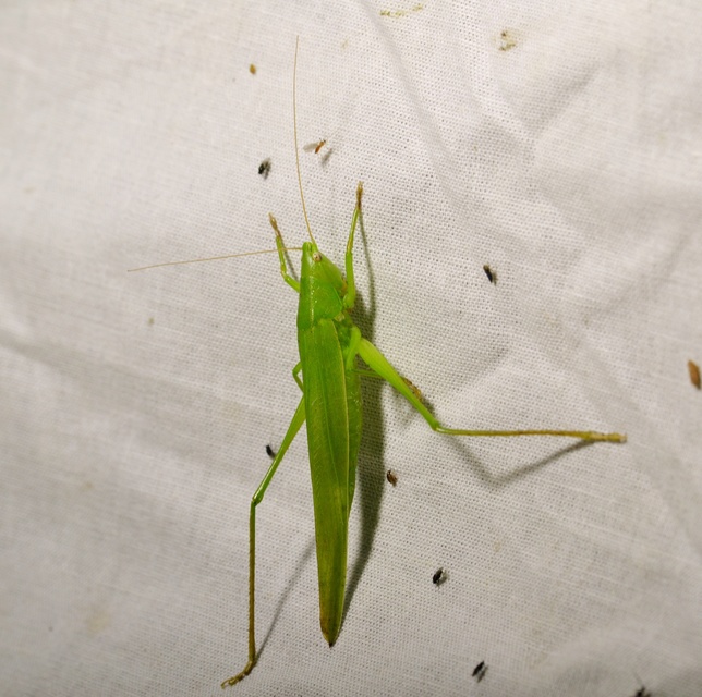 Ruspolia nitidula - nagy kúpfejűszöcske