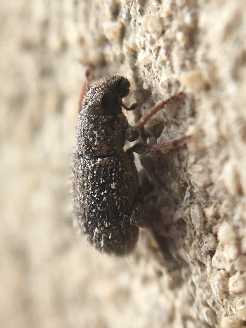 Sitona hispidulus - szőrös csipkézőbogár