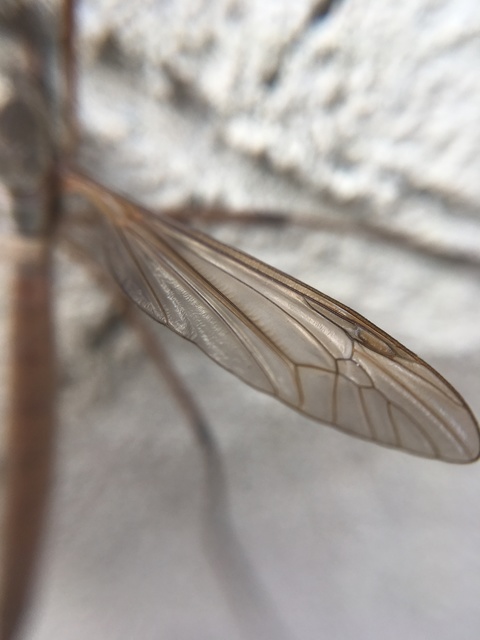 Tipula
