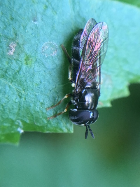 Eumerus