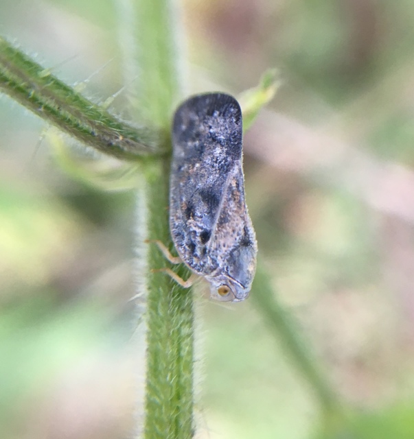 Metcalfa pruinosa - amerikai lepkekabóca