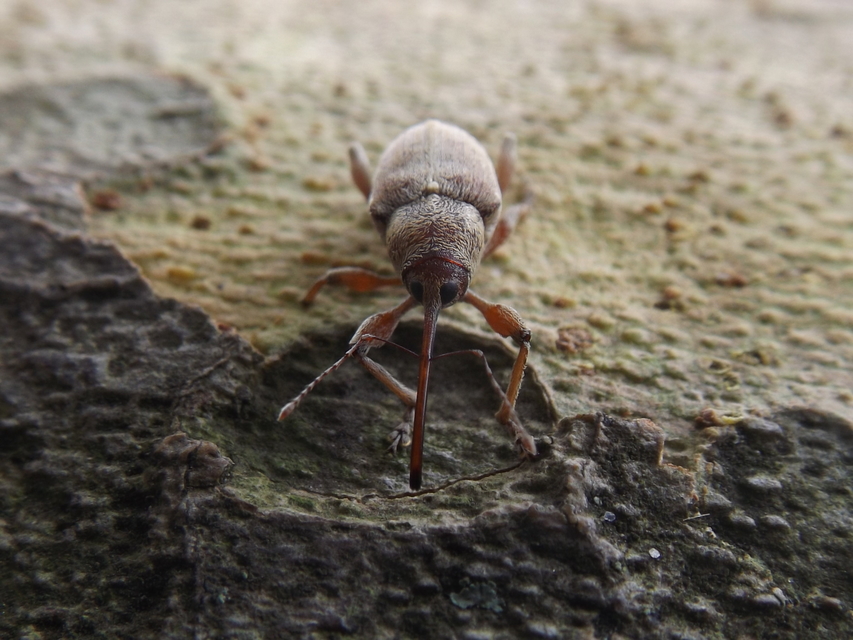 Curculio propinquus - halvány zsuzsóka