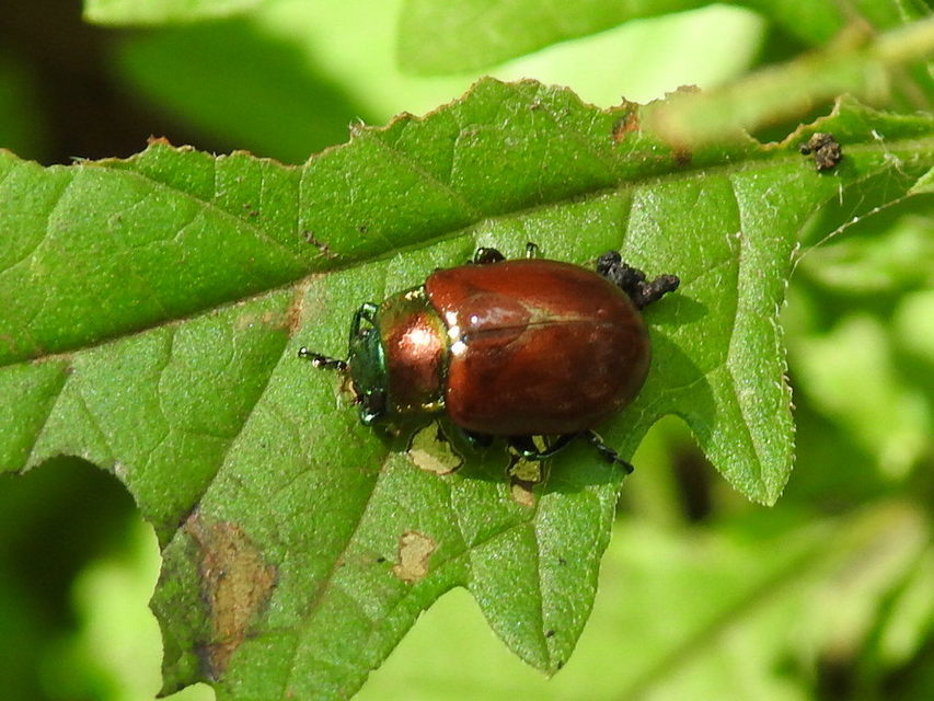 Chrysolina polita - réti mentalevelész Chrysolina polita - réti mentalevelész