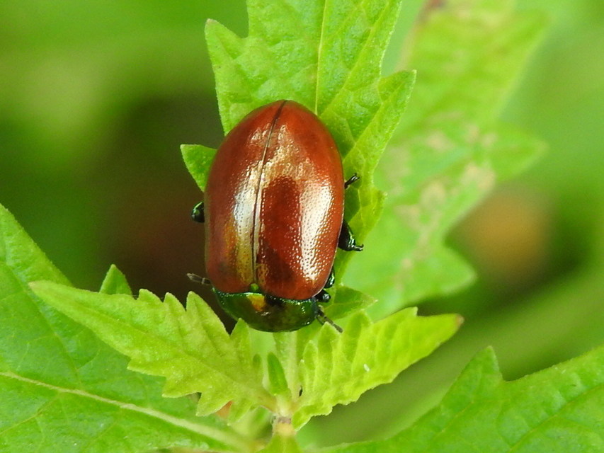 Chrysolina polita - réti mentalevelész Chrysolina polita - réti mentalevelész