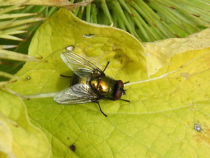 Lucilia