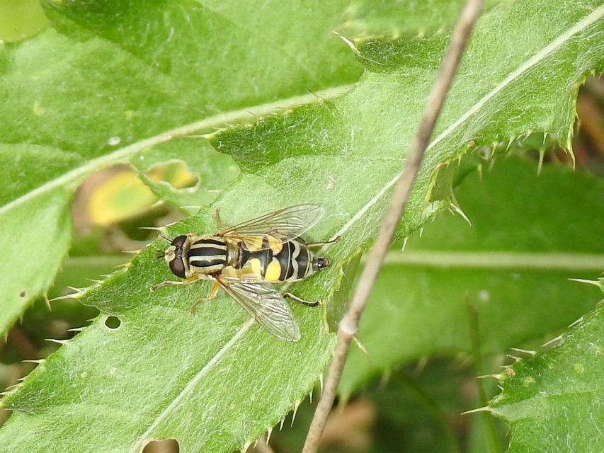 Helophilus trivittatus - nagy mocsárilégy