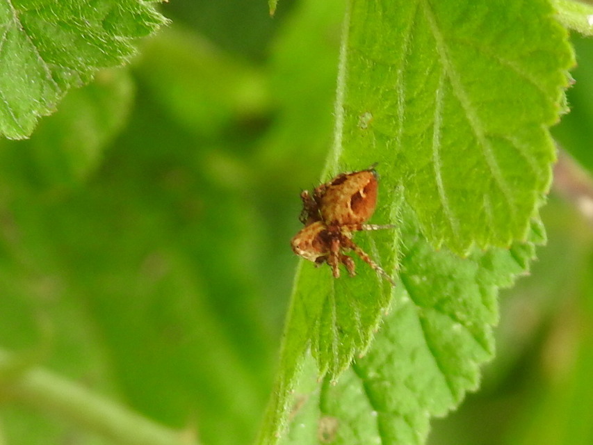 Oxyopes ramosus