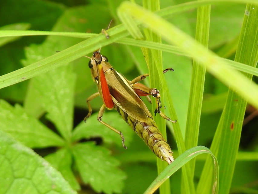 Stethophyma grossum - tundrasáska