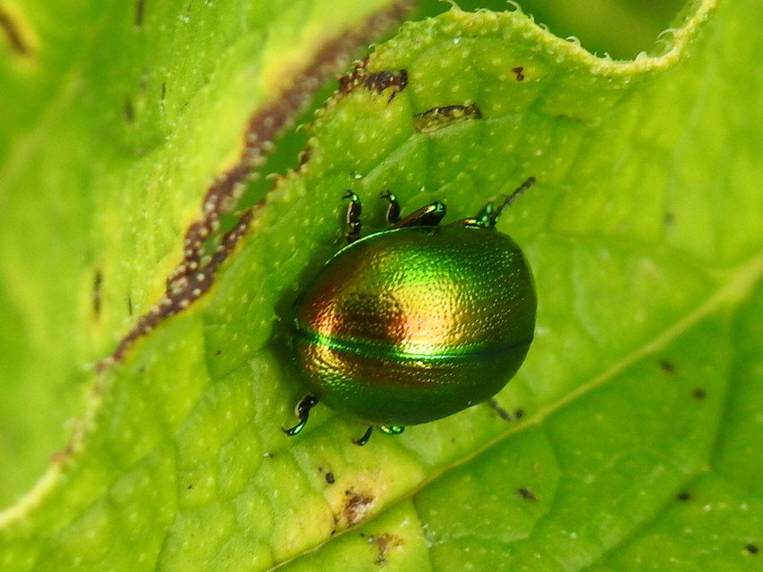 Chrysolina graminis - zöld varádicslevelész