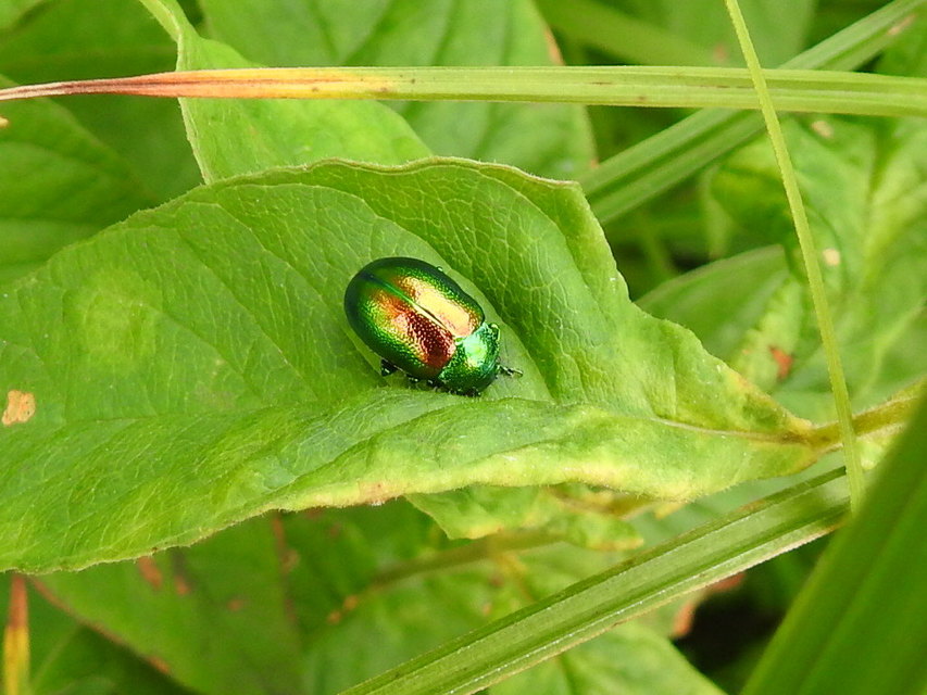 Chrysolina graminis - zöld varádicslevelész