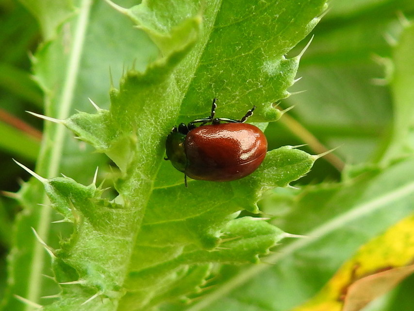 Chrysolina polita - réti mentalevelész Chrysolina polita - réti mentalevelész