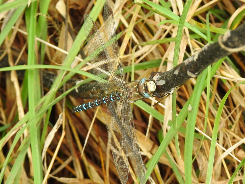 Aeshna mixta - kései karcsúacsa