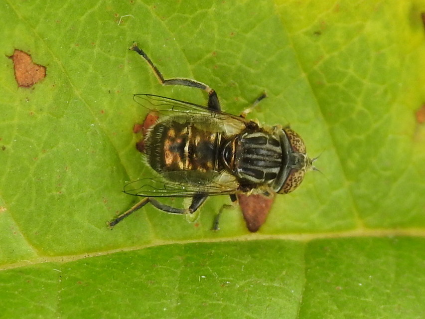 Eristalinus aeneus - bronzos foltosszeműlégy