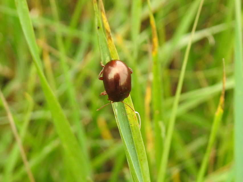 Chrysolina staphylaea - tavaszi levélbogár