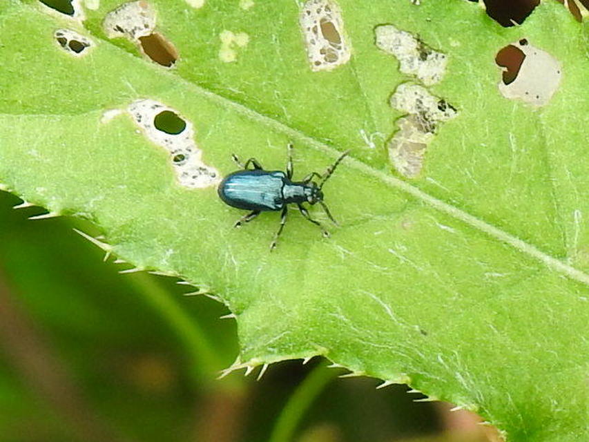 Lema cyanella - kék aszatbogár
