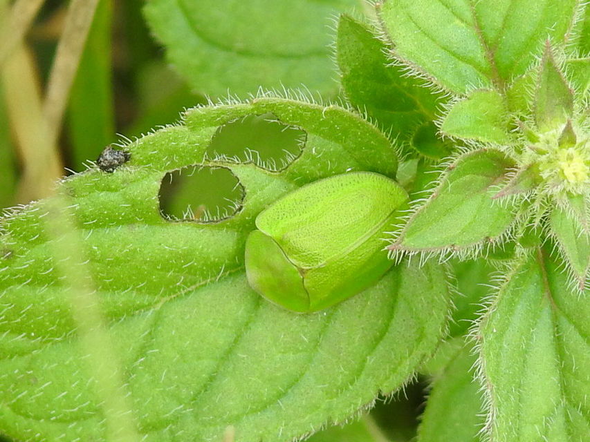 Cassida viridis - zöld pajzsbogár Cassida viridis - zöld pajzsbogár