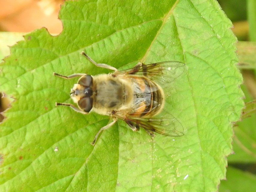 Eristalis tenax - közönséges herelégy