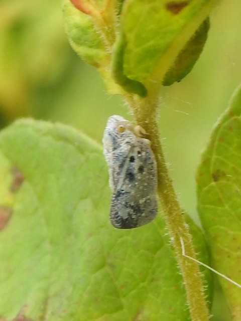 Metcalfa pruinosa - amerikai lepkekabóca