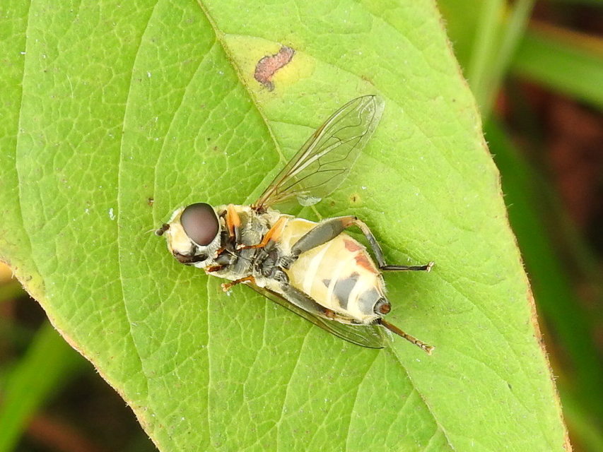 Helophilus trivittatus - nagy mocsárilégy