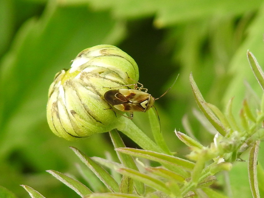 Lygus pratensis - változó mezeipoloska