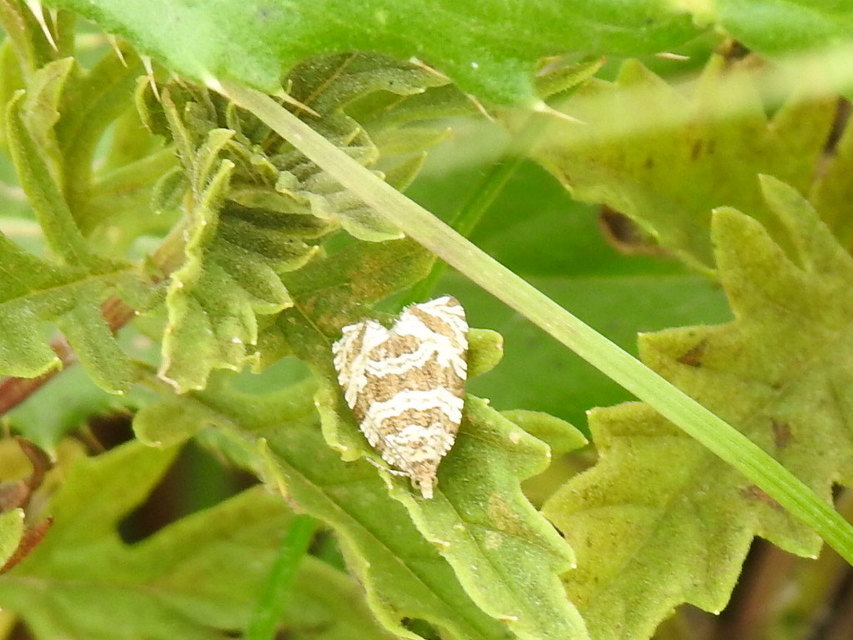 Celypha rivulana - dudvasodró tükrösmoly