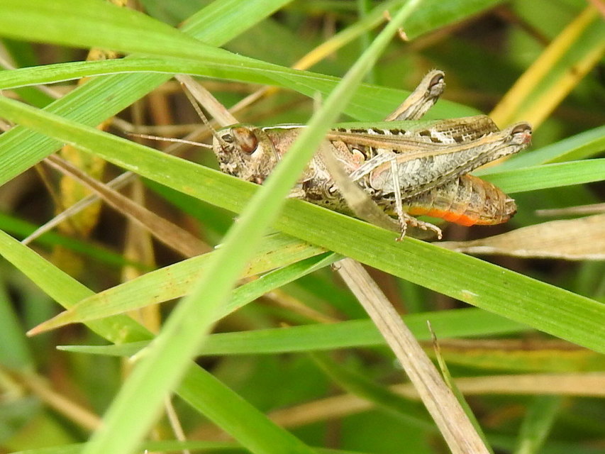 Omocestus rufipes - vöröshasú tarlósáska