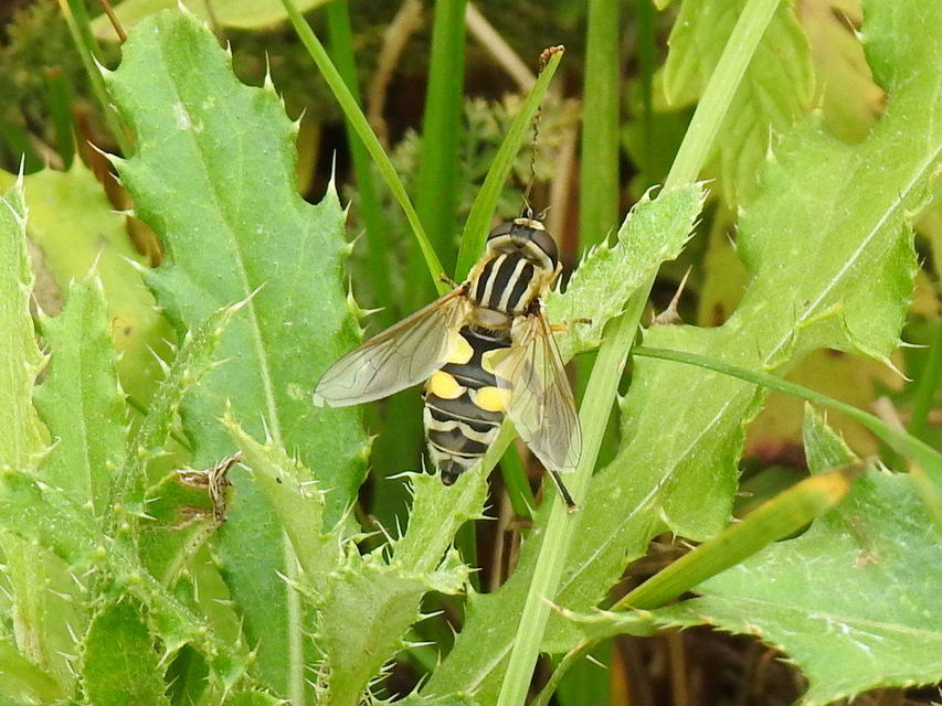 Helophilus trivittatus - nagy mocsárilégy