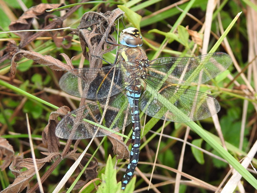 Aeshna mixta - kései karcsúacsa
