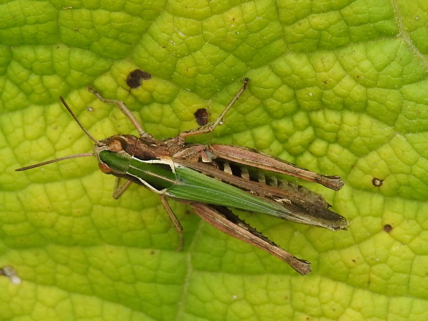 Omocestus rufipes - vöröshasú tarlósáska