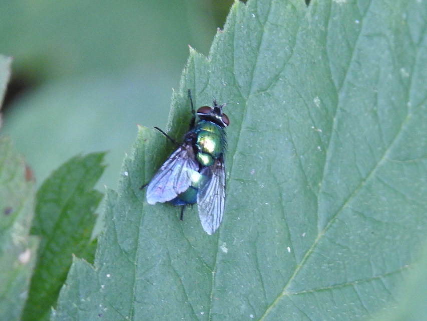 Lucilia