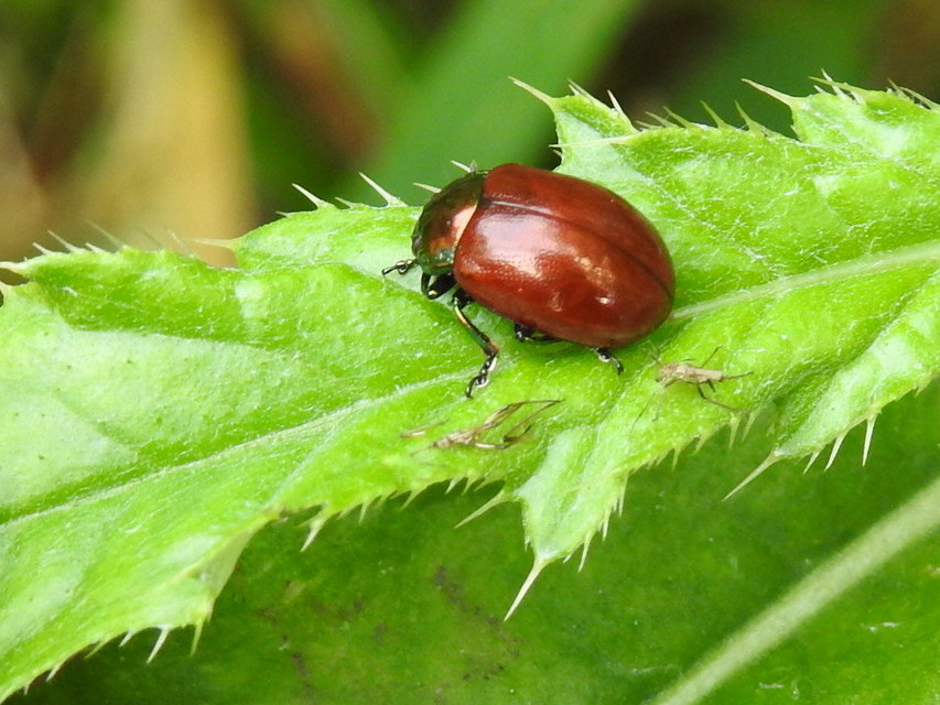 Chrysolina polita - réti mentalevelész