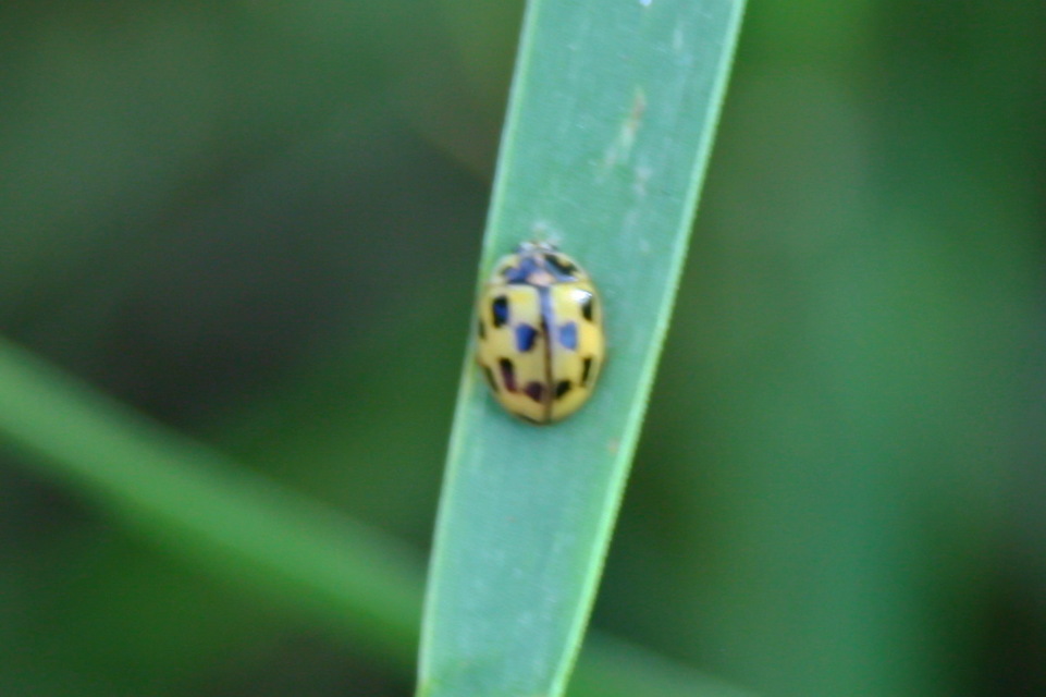Propylea quatuordecimpunctata - tizennégypettyes füsskata