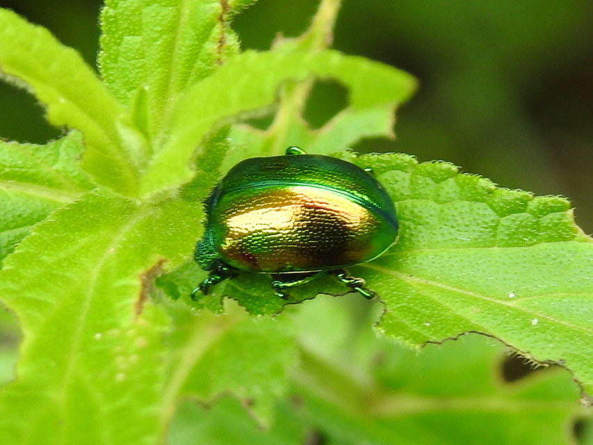 Chrysolina graminis - zöld varádicslevelész