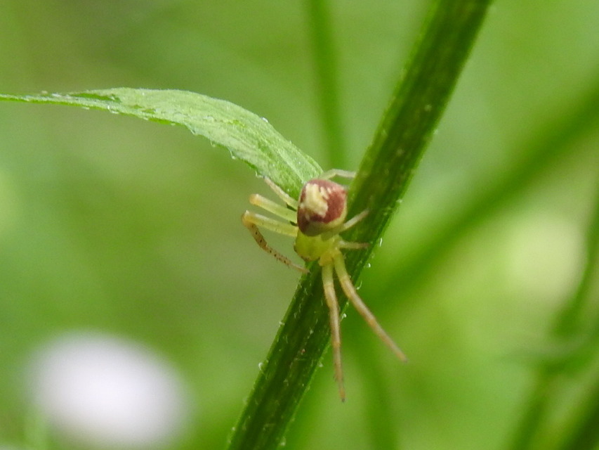 Ebrechtella tricuspidata - alakoskodó karolópók