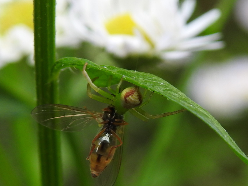 Ebrechtella tricuspidata - alakoskodó karolópók