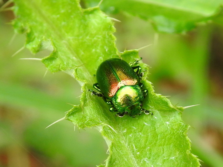 Chrysolina graminis - zöld varádicslevelész
