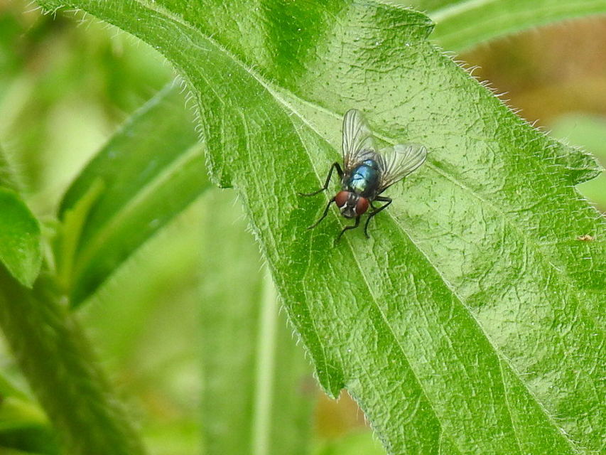Muscidae - igazi legyek