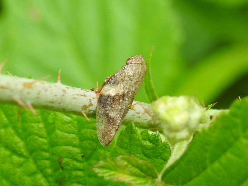 Aphrophora alni