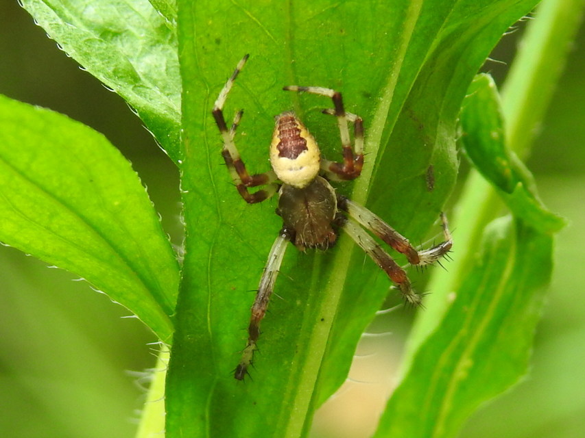 Araneus marmoreus - márványos keresztespók
